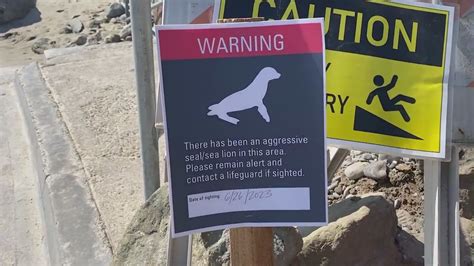 Sick sea lions biting people at California beaches